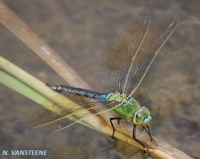 Anax imperator